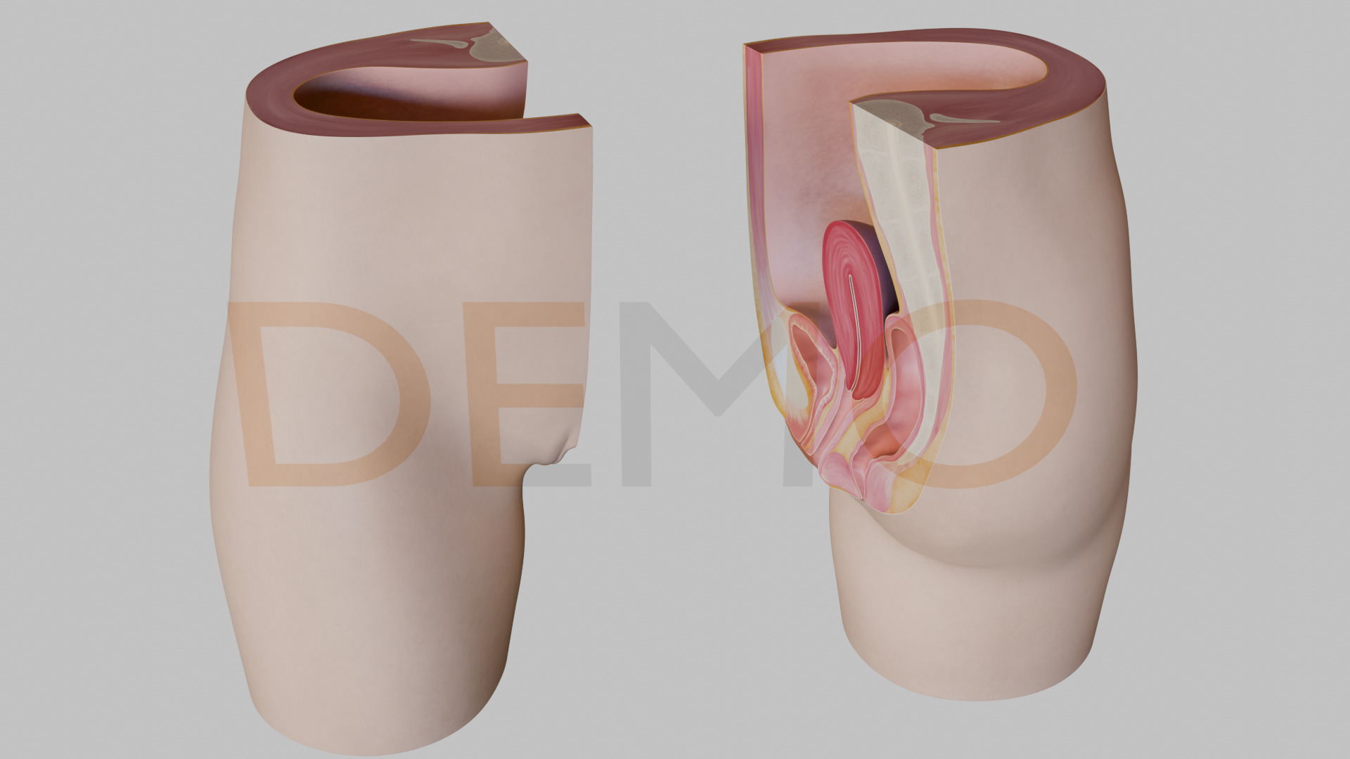 3D Female Reproductive System Section 3D model_5