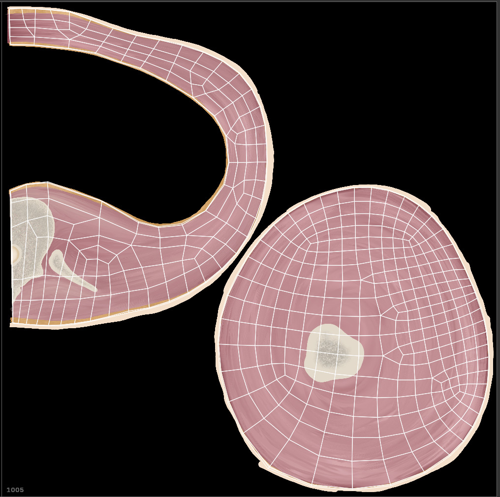 3D Female Reproductive System Section 3D model_13