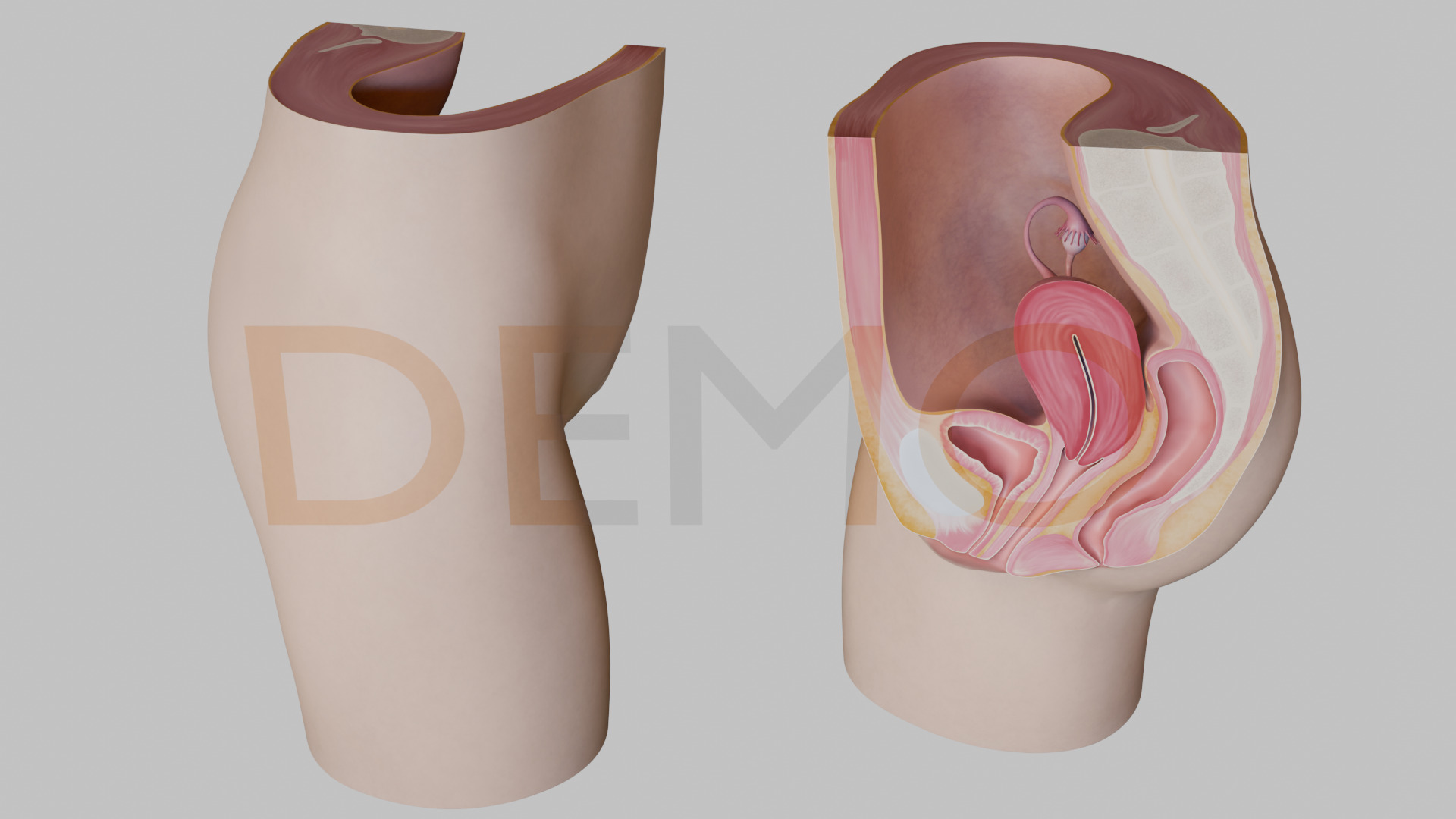 3D Female Reproductive System Section 3D model_6