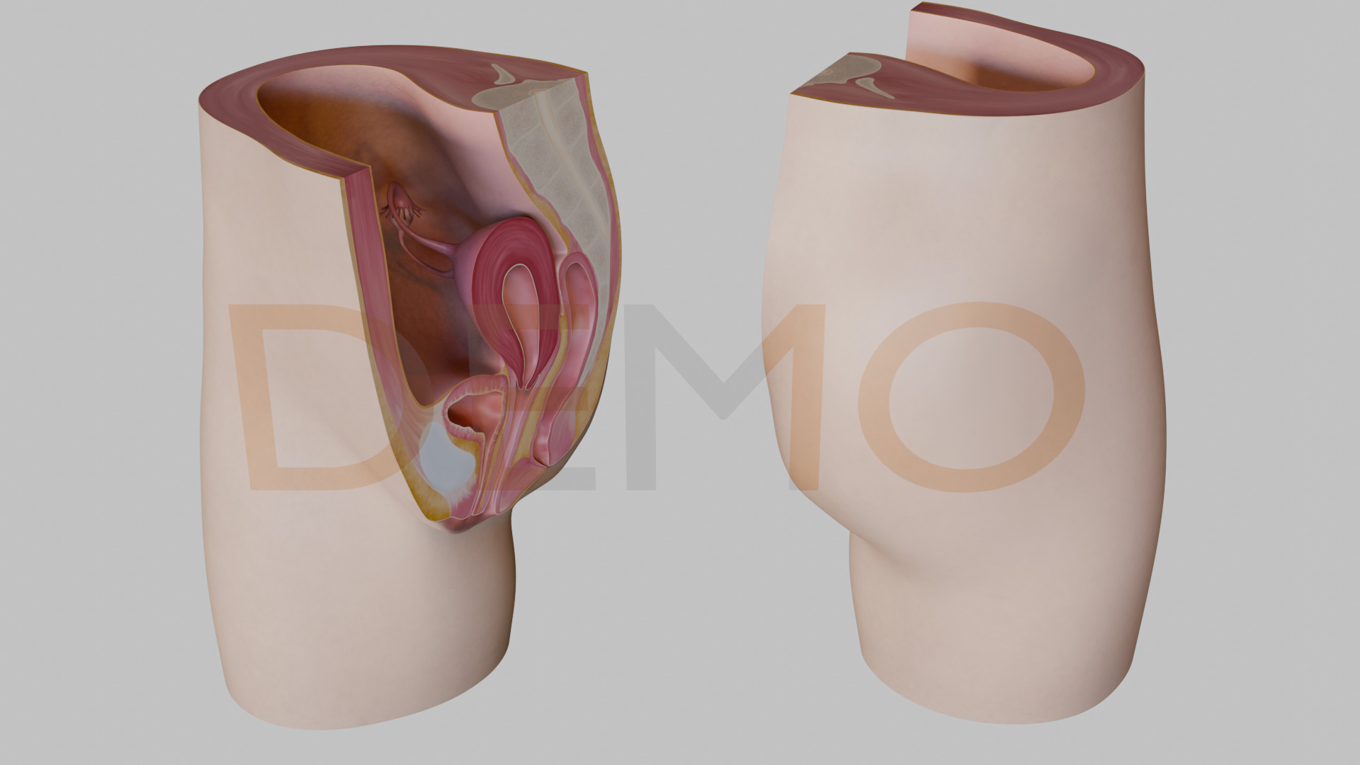 3D Female Reproductive System Section 3D model_4