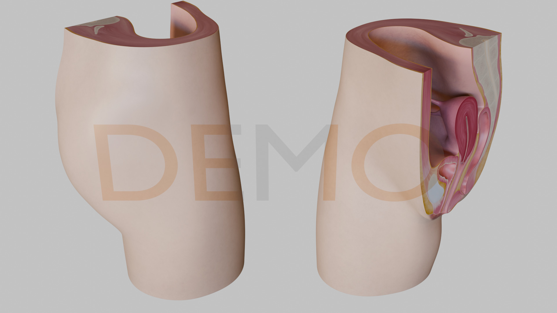 3D Female Reproductive System Section 3D model_7