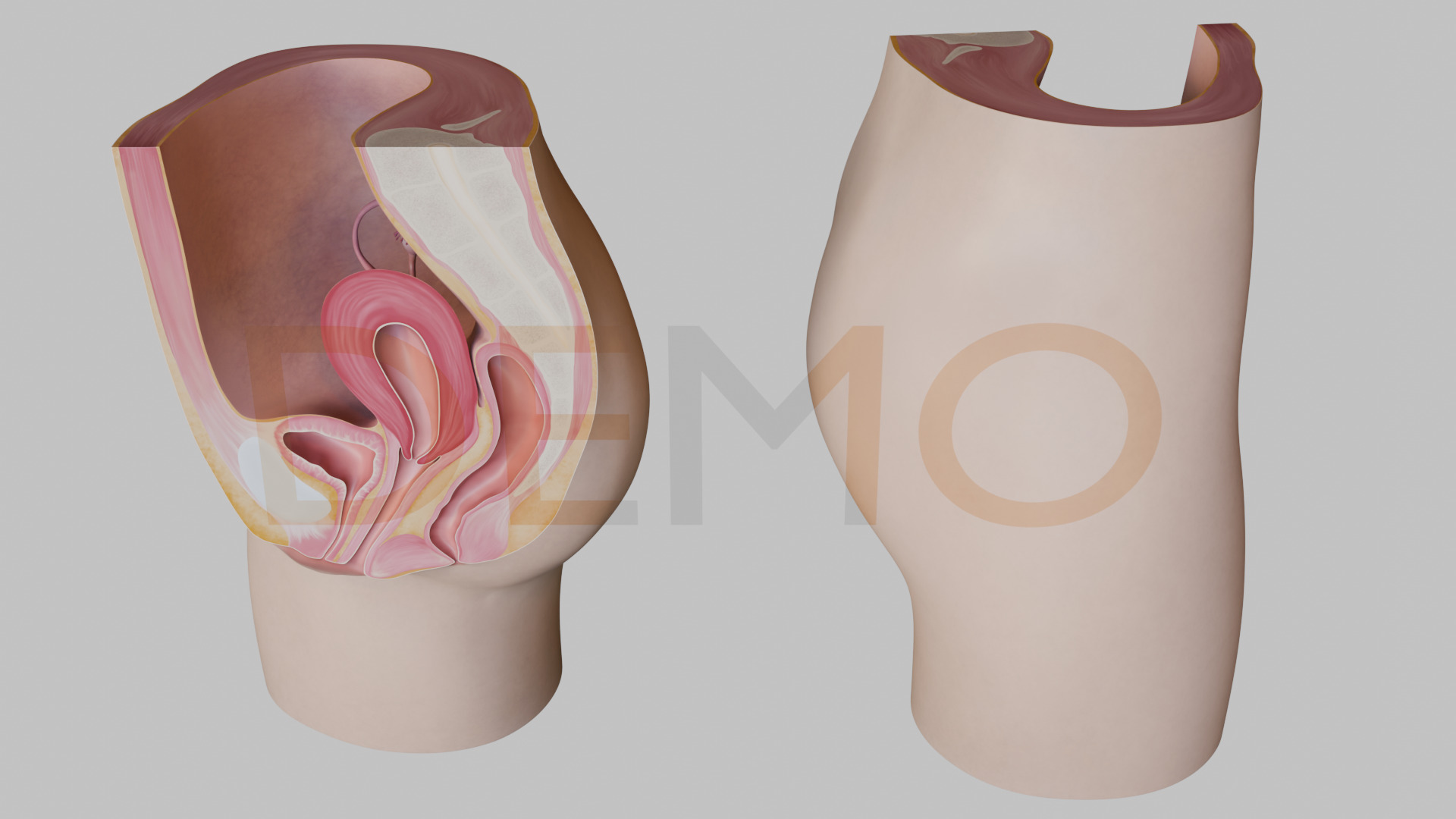 3D Female Reproductive System Section 3D model_3
