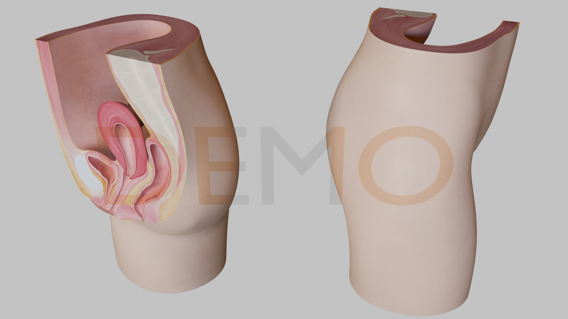3D Female Reproductive System Section 3D model_14