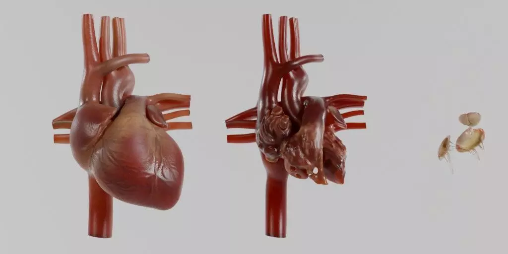 3D model of Human Heart 3D model