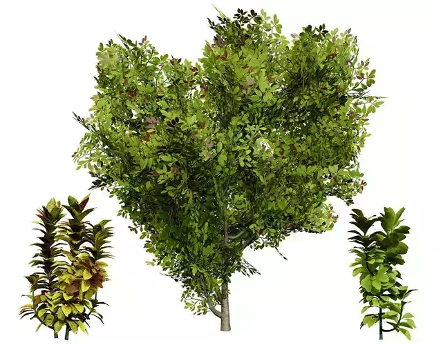 African Milk Bush 3D Model Low-poly 3D model