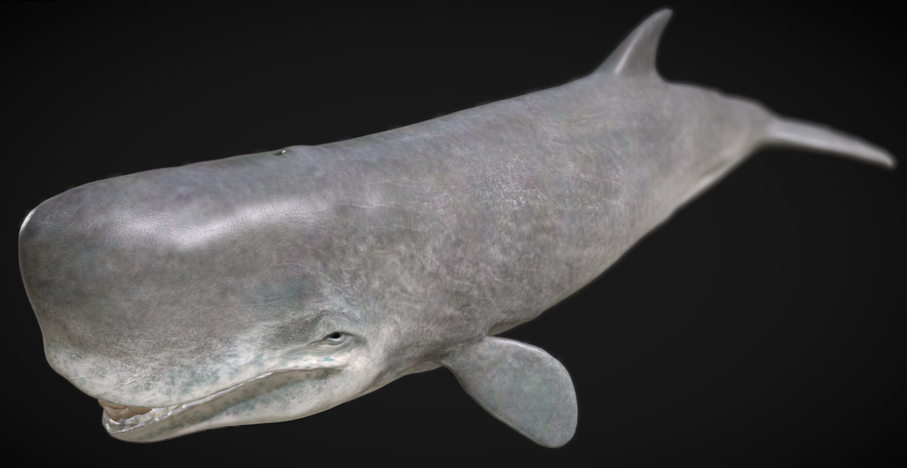 Livyatan Low-poly 3D model_5