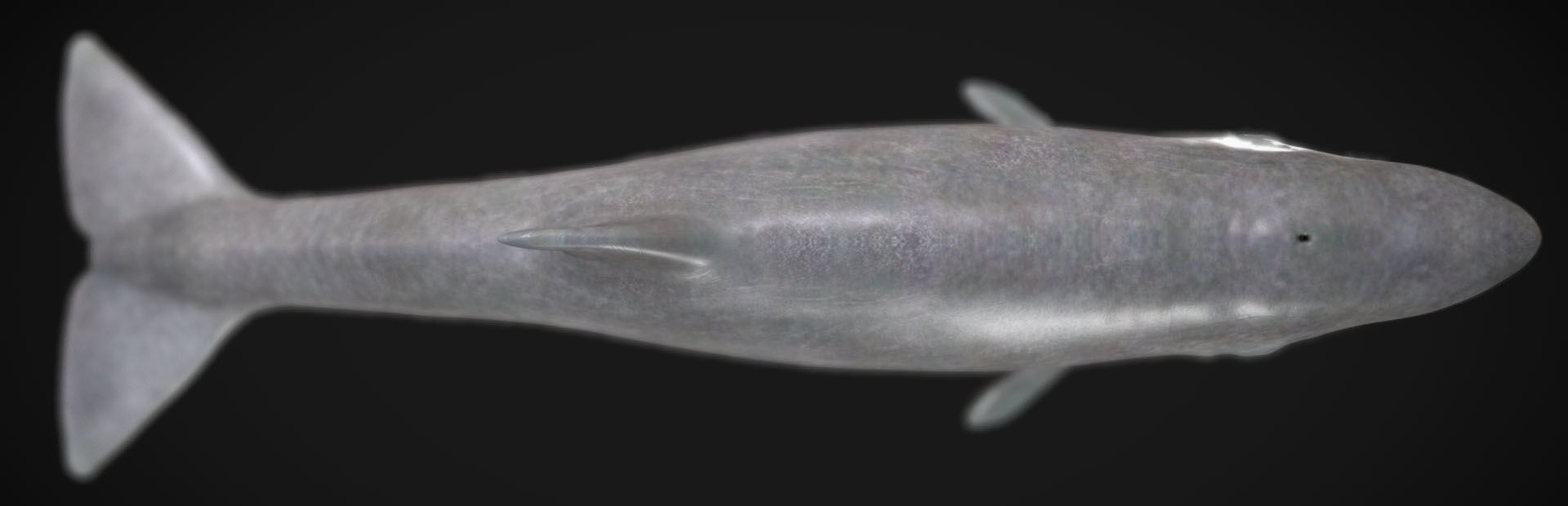 Livyatan Low-poly 3D model_6