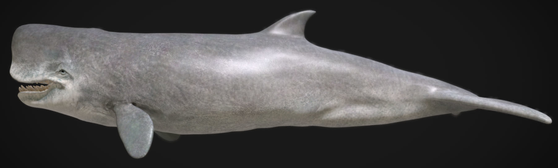 Livyatan Low-poly 3D model_7