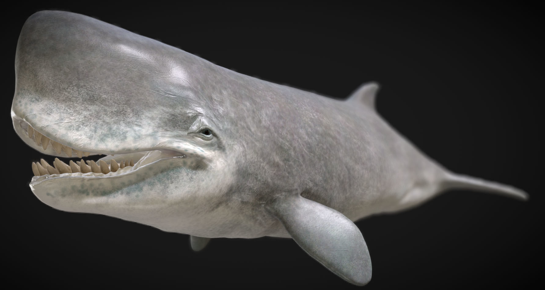 Livyatan Low-poly 3D model_2