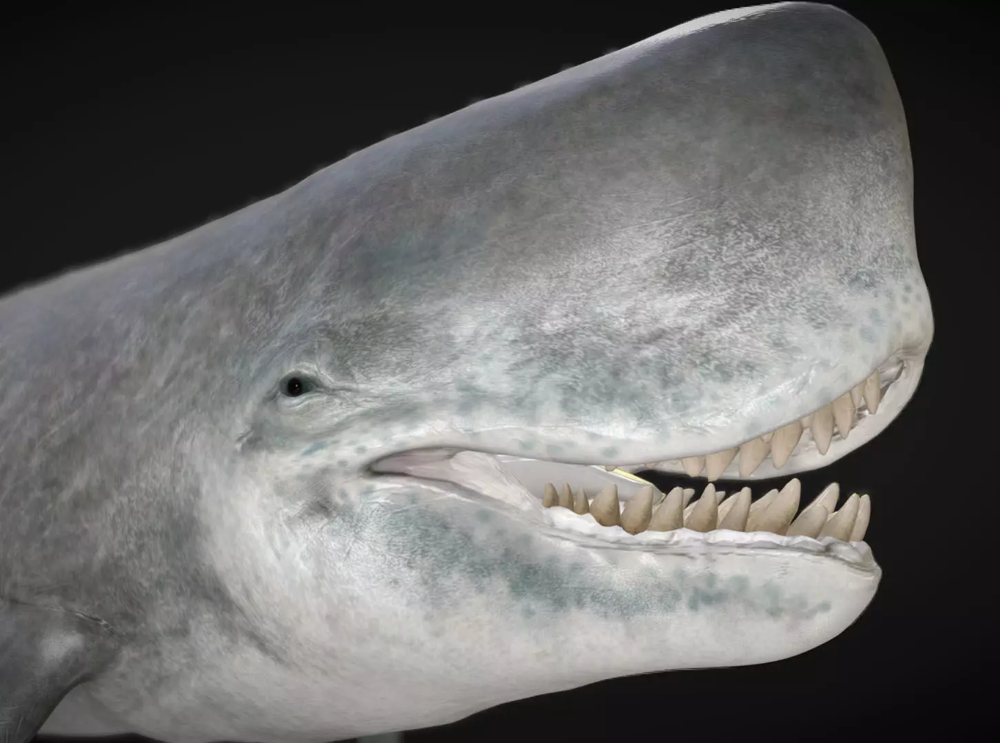 Livyatan Low-poly 3D model_0