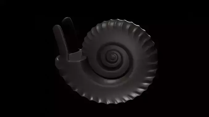 Ammonoid shell with ventral ribs and lappets