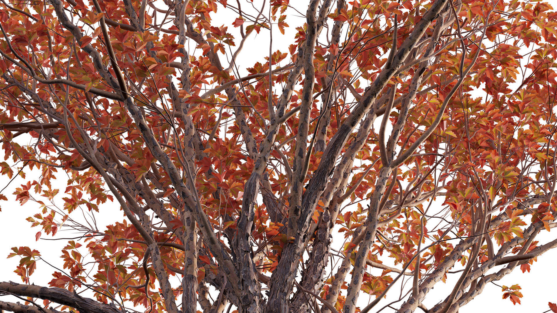 Acer Griseum - Paperbark Maple Low-poly 3D model_7