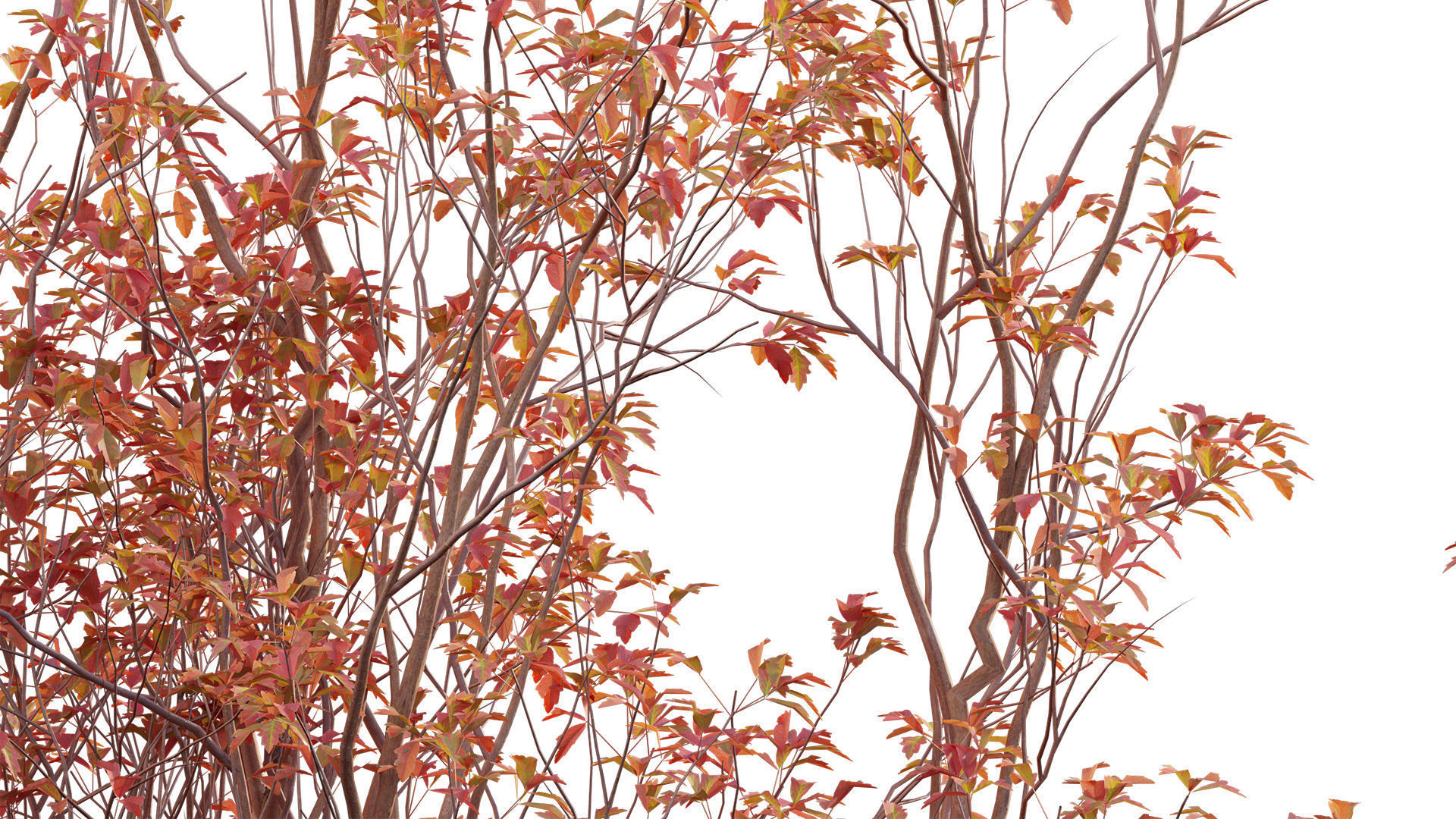 Acer Griseum - Paperbark Maple Low-poly 3D model_6