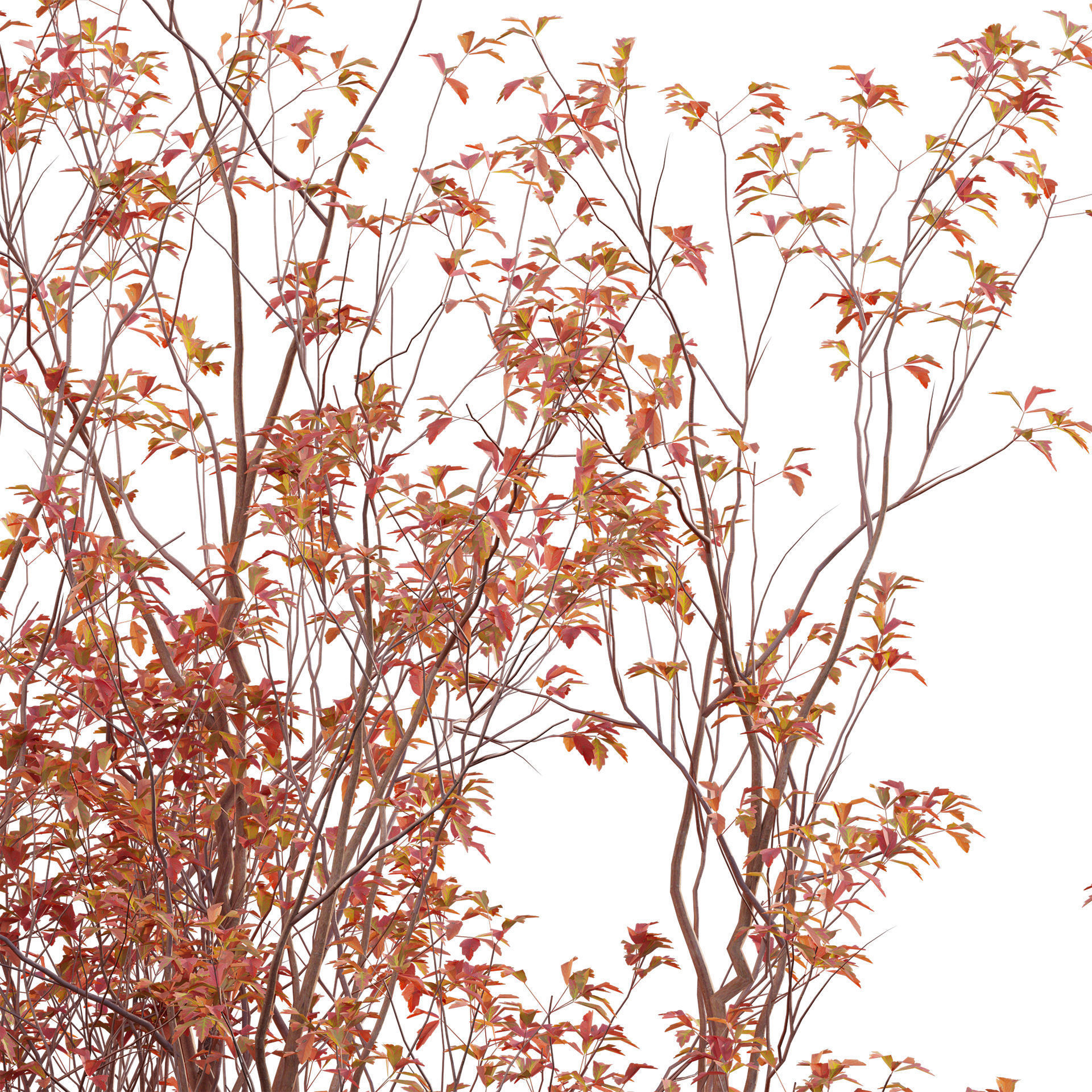Acer Griseum - Paperbark Maple Low-poly 3D model_1