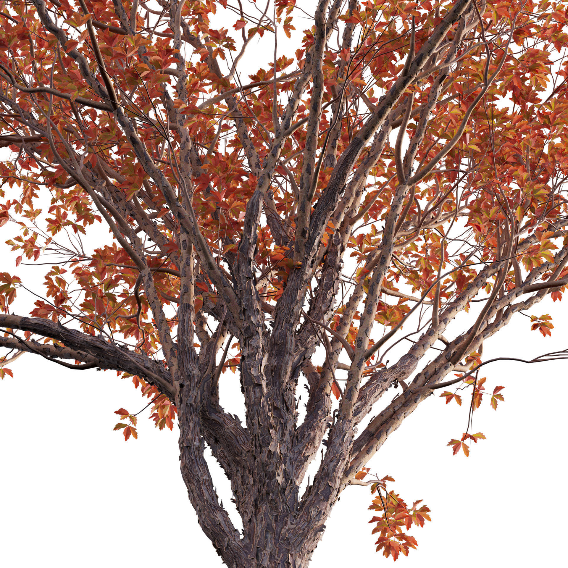 Acer Griseum - Paperbark Maple Low-poly 3D model_2