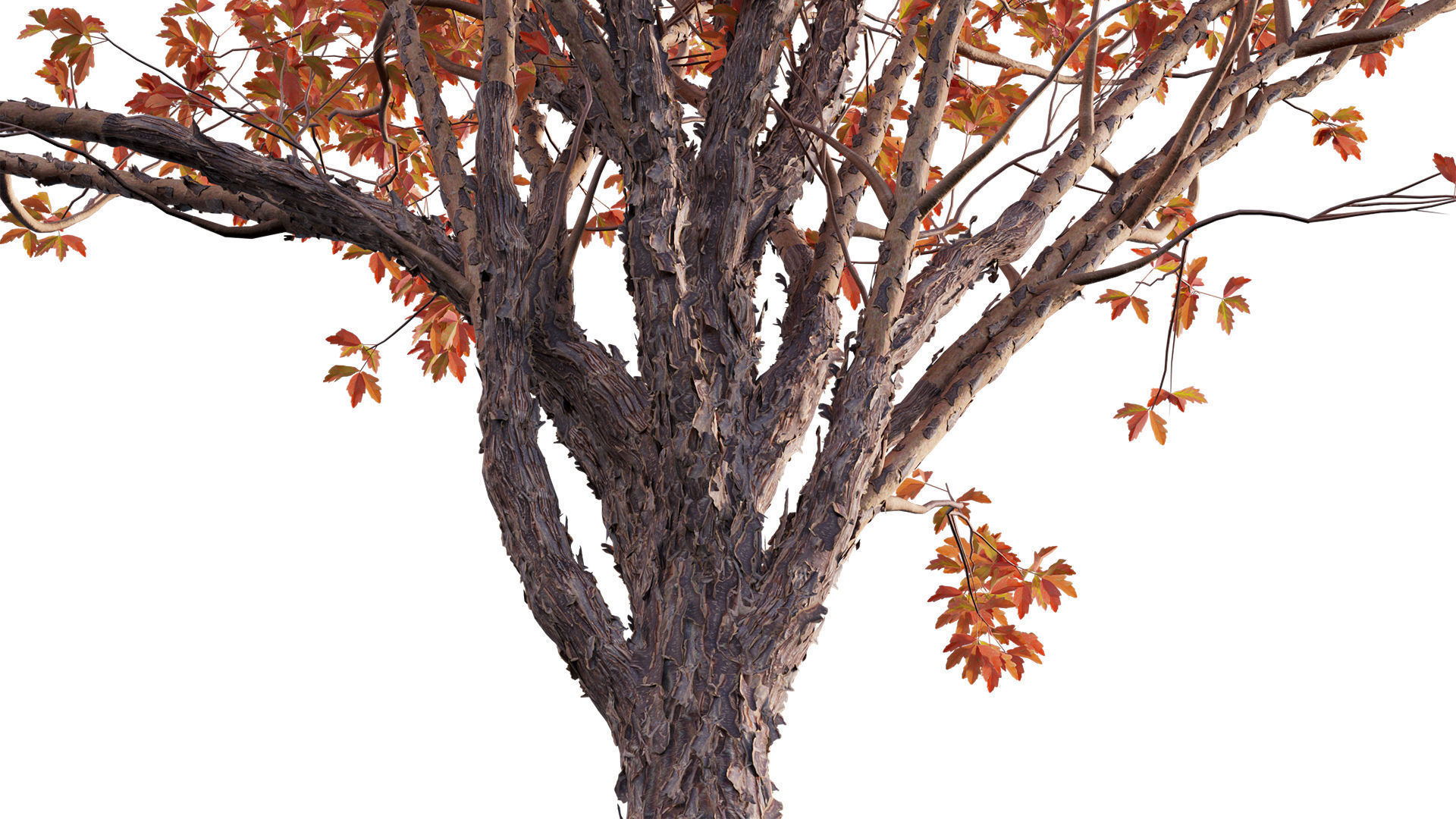 Acer Griseum - Paperbark Maple Low-poly 3D model_8