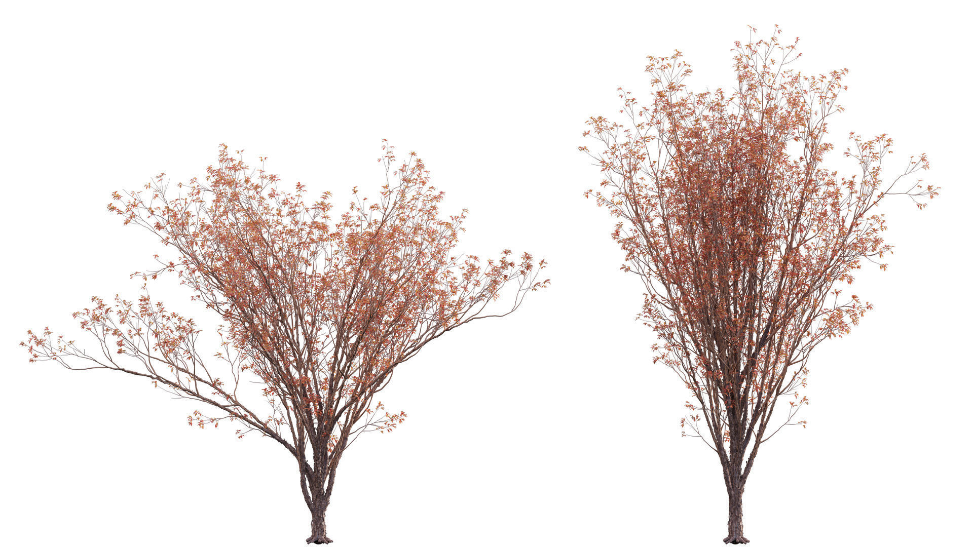 Acer Griseum - Paperbark Maple Low-poly 3D model_4