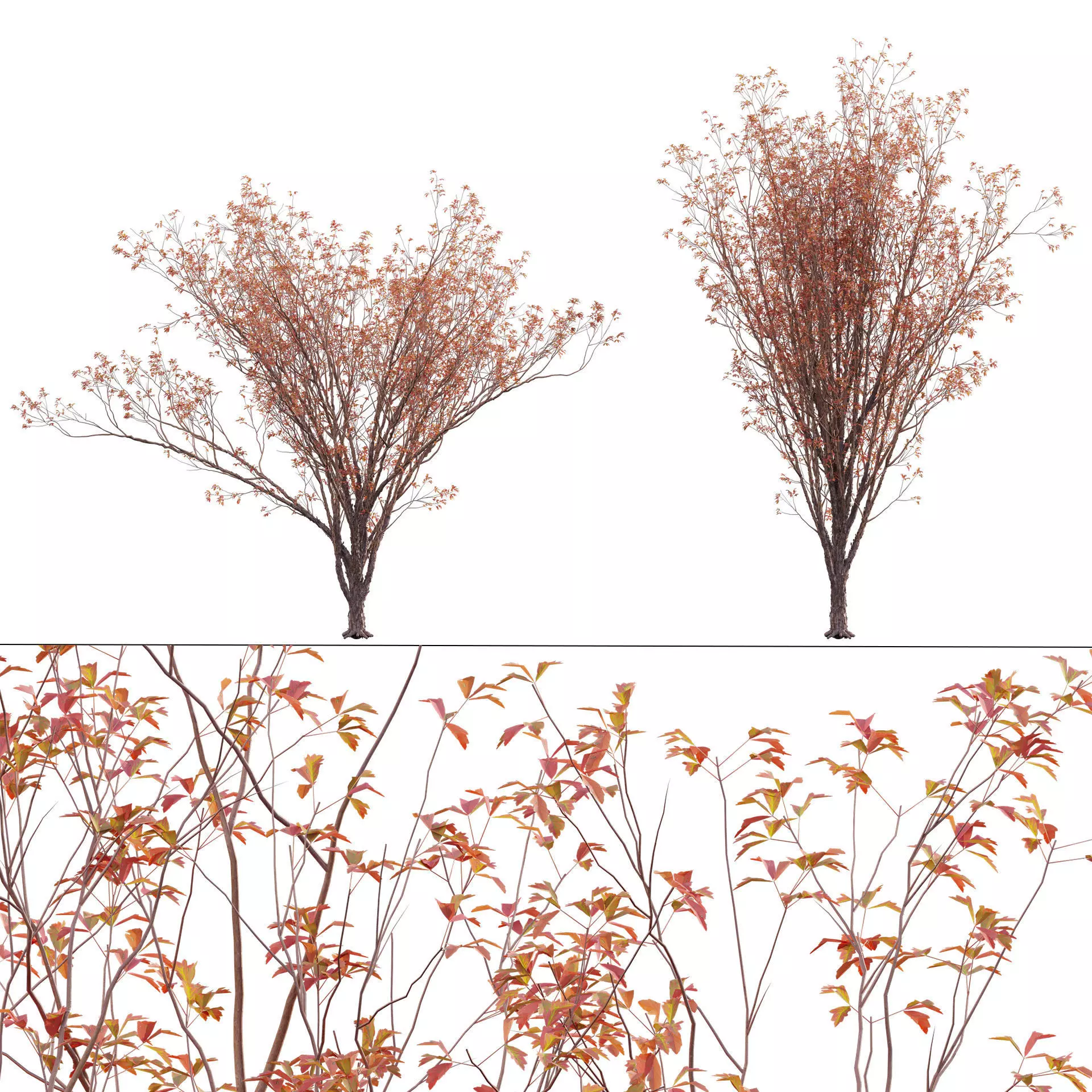 Acer Griseum - Paperbark Maple Low-poly 3D model_0