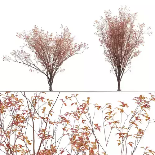 Acer Griseum - Paperbark Maple