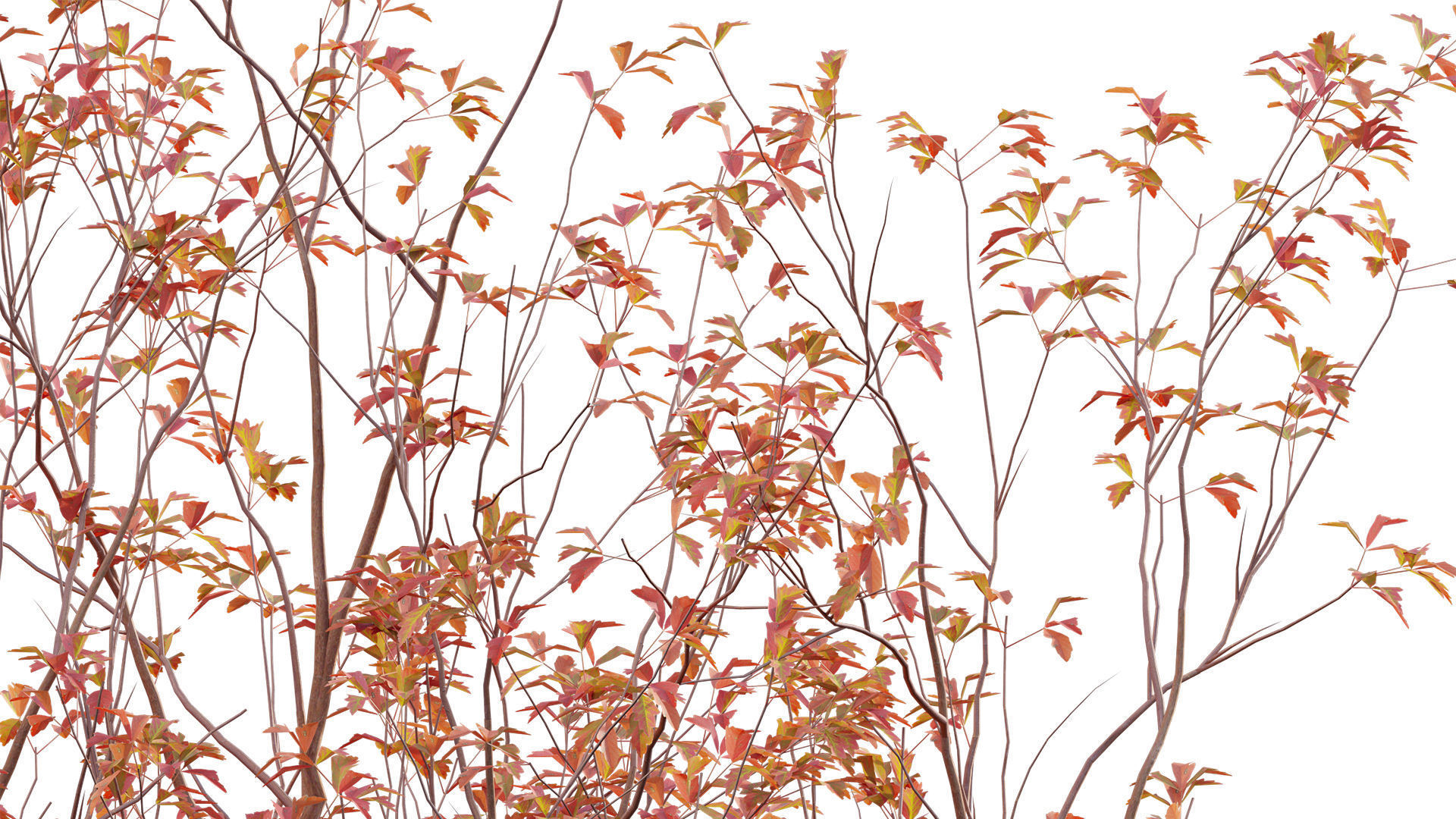 Acer Griseum - Paperbark Maple Low-poly 3D model_5