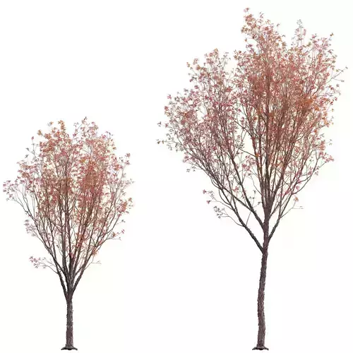 Acer Griseum - Paperbark Maple 02