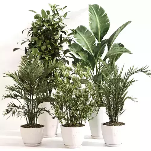 Indoor Plant Set 0140