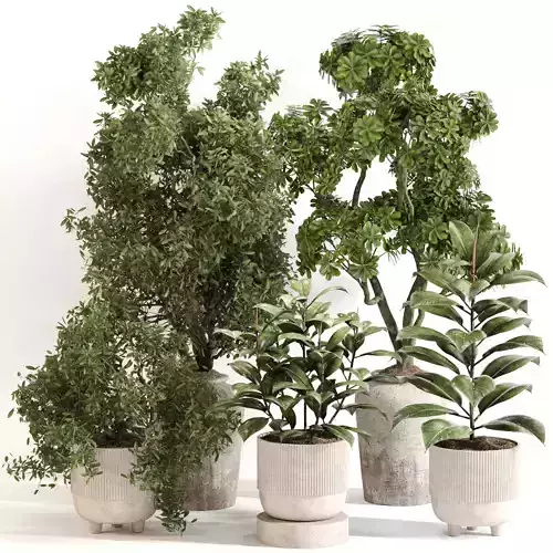 Indoor Plant Set 0141