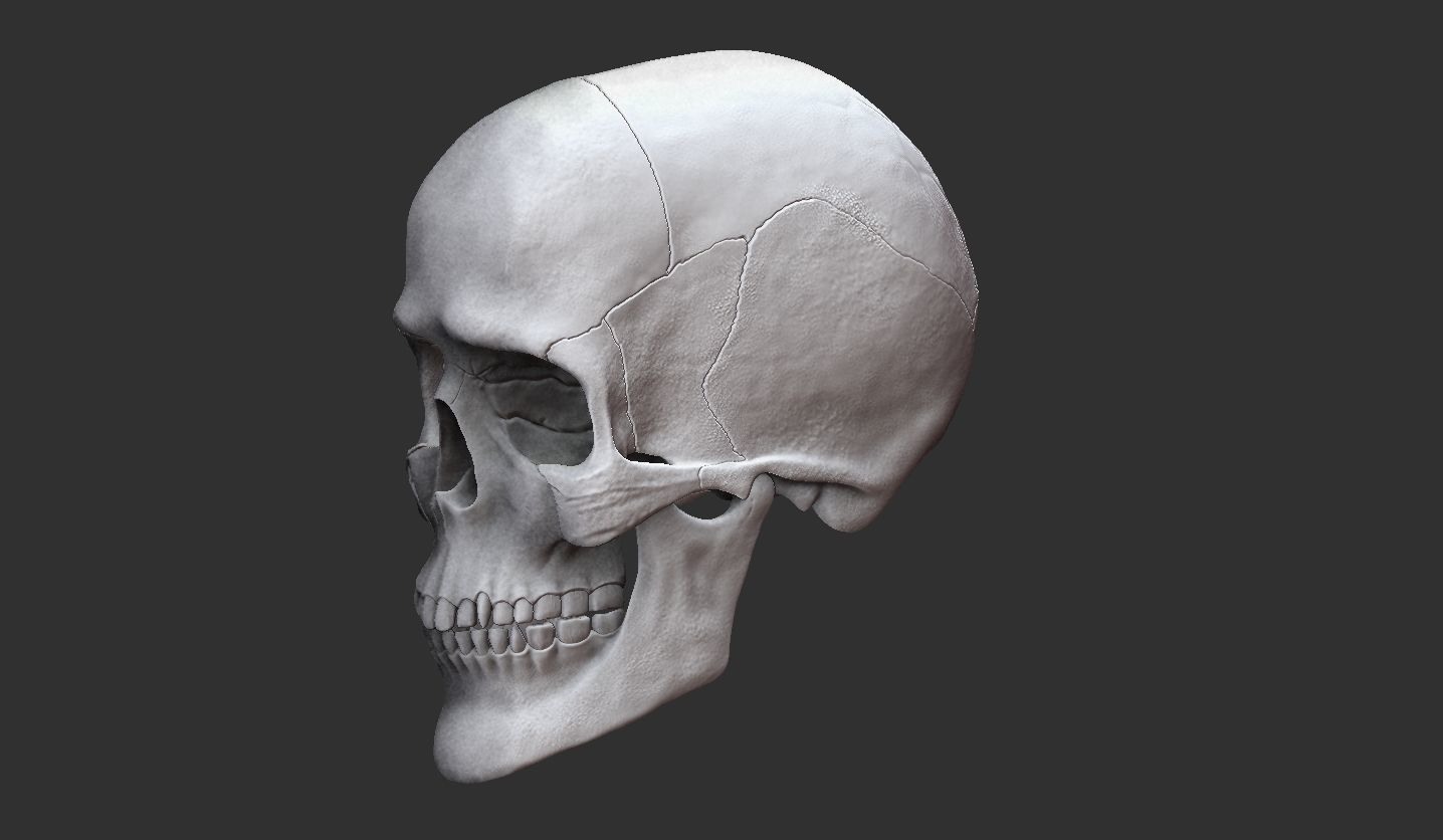 3D Printable Realistic Human Skull Model 3D print model_18