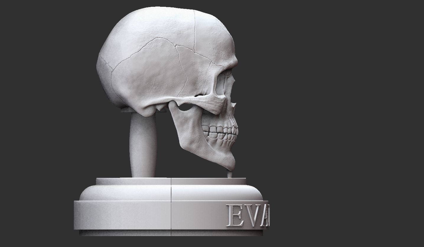 3D Printable Realistic Human Skull Model 3D print model_23