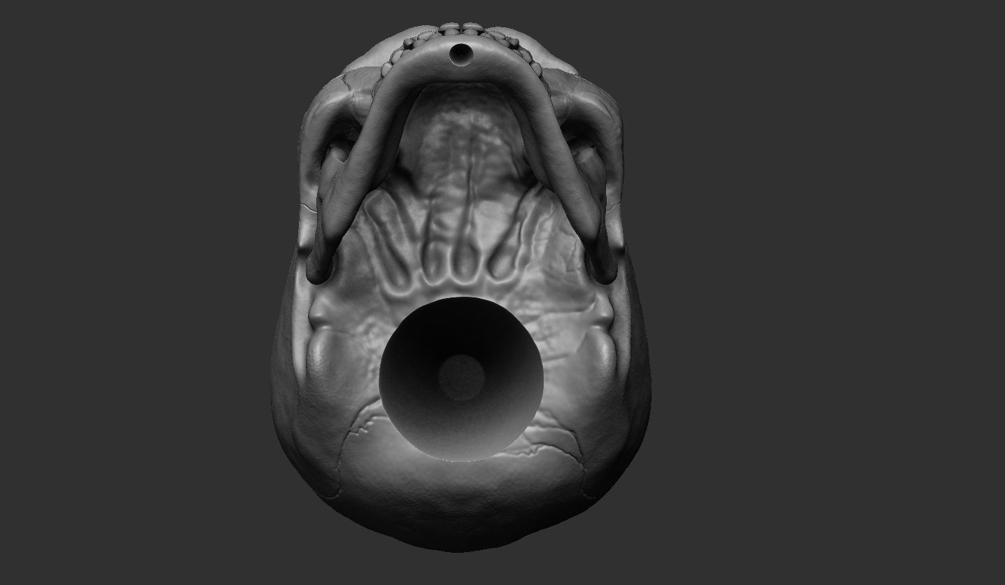 3D Printable Realistic Human Skull Model 3D print model_8