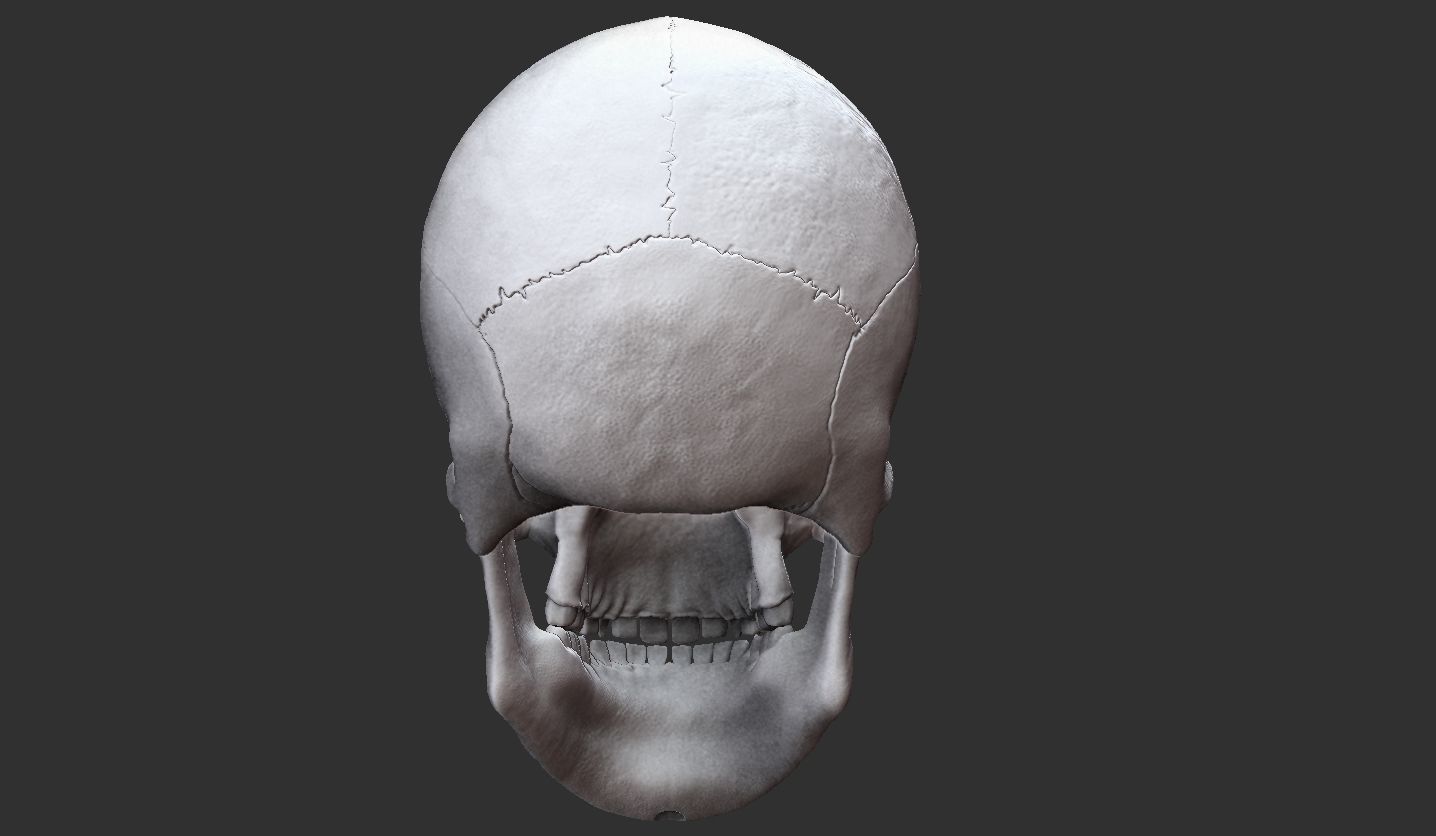 3D Printable Realistic Human Skull Model 3D print model_21