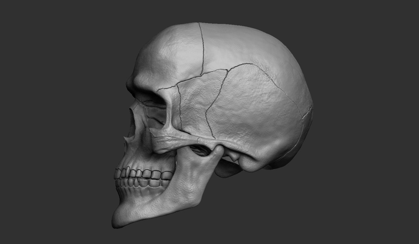 3D Printable Realistic Human Skull Model 3D print model_9