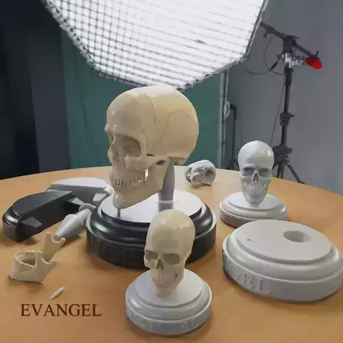 3D Printable Realistic Human Skull Model 3D print model