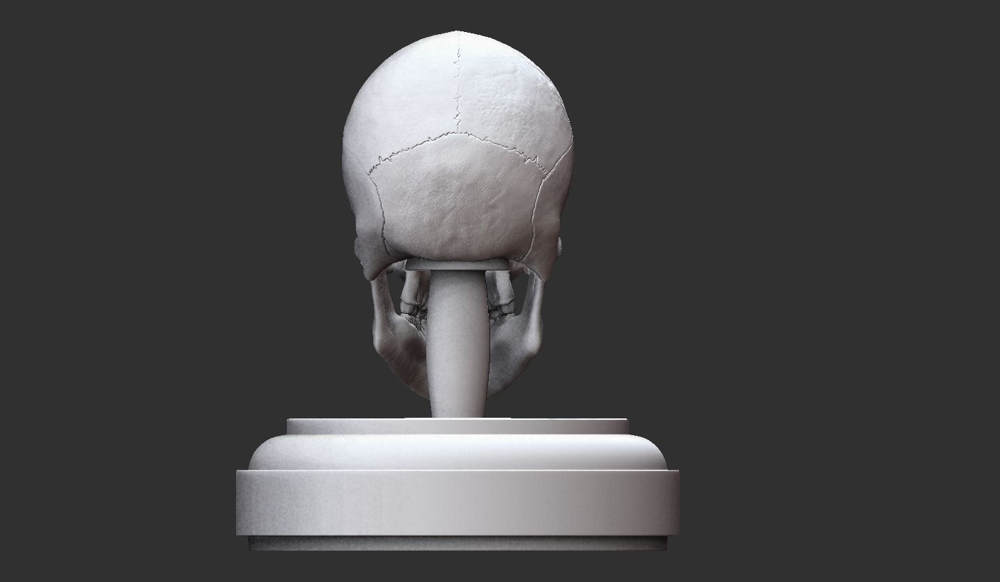 3D Printable Realistic Human Skull Model 3D print model_24