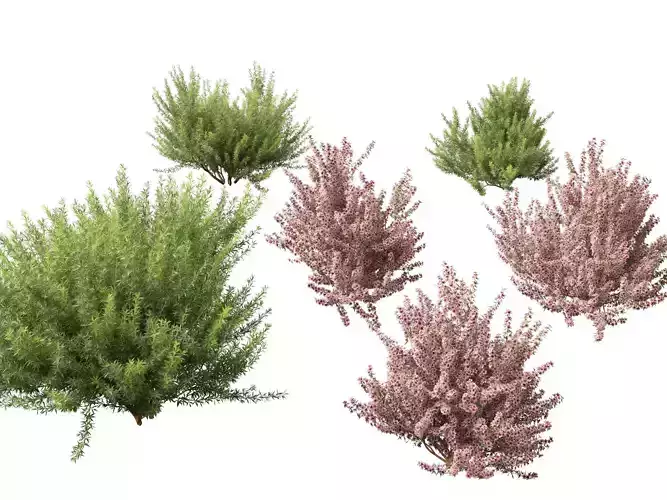 HighPoly LowPoly -Leptospermum scoparium - manuka myrtle