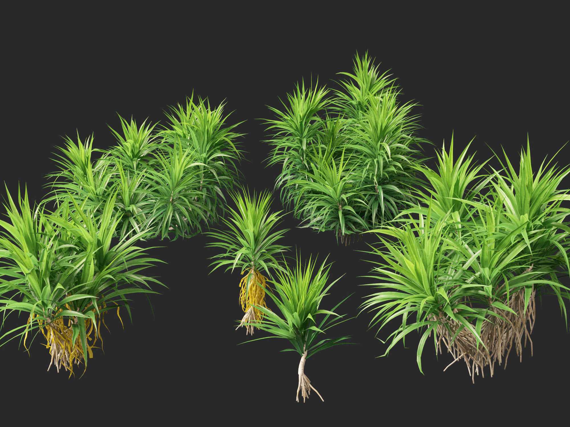 HighPoly LowPoly - Pandanus amaryllifolius - Pandan Low-poly 3D model_7