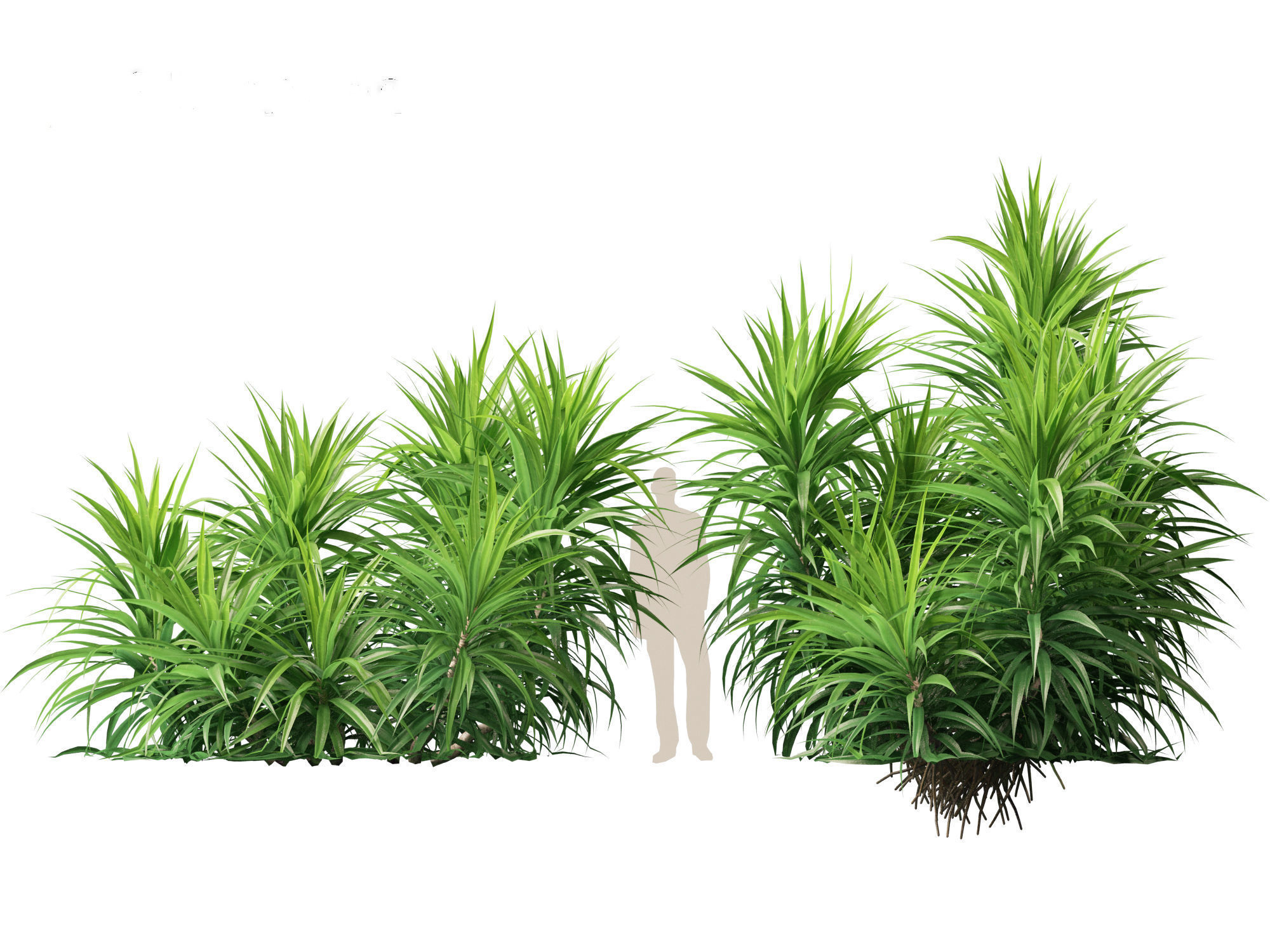 HighPoly LowPoly - Pandanus amaryllifolius - Pandan Low-poly 3D model_4