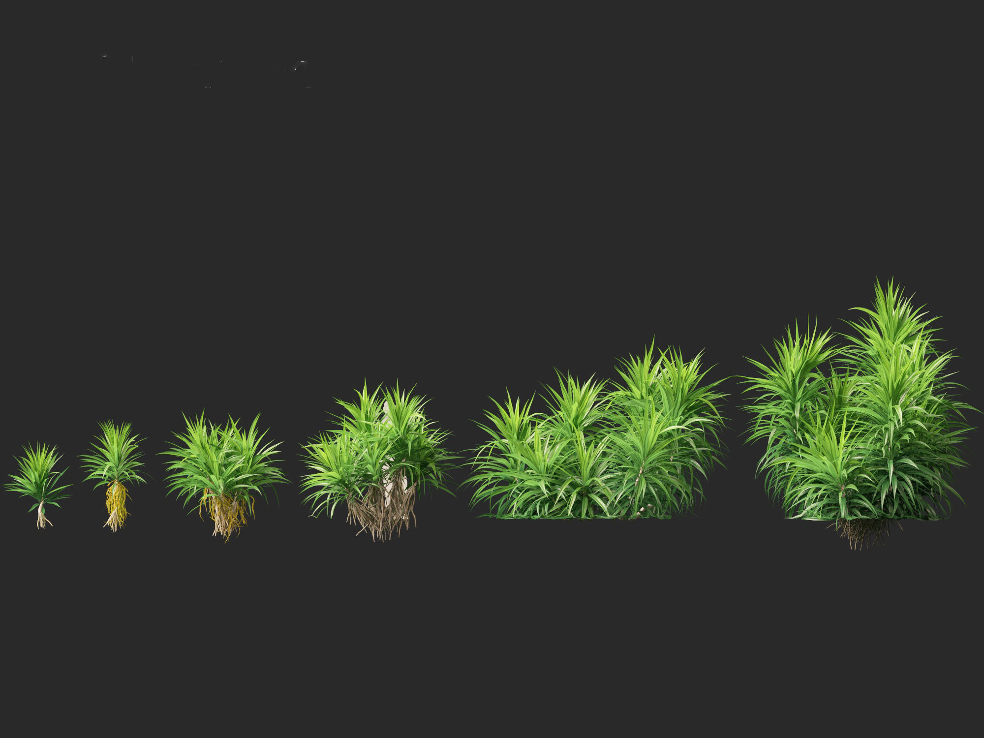 HighPoly LowPoly - Pandanus amaryllifolius - Pandan Low-poly 3D model_1