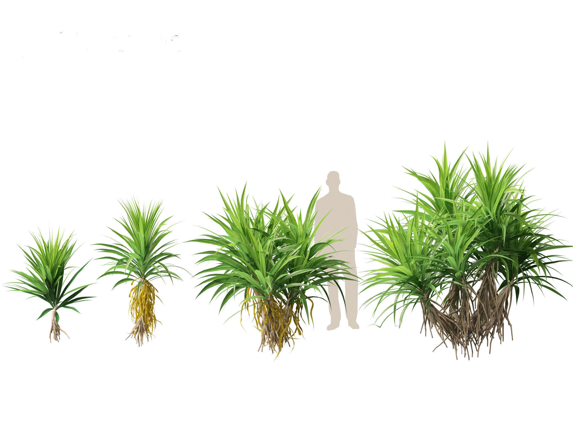 HighPoly LowPoly - Pandanus amaryllifolius - Pandan Low-poly 3D model_2