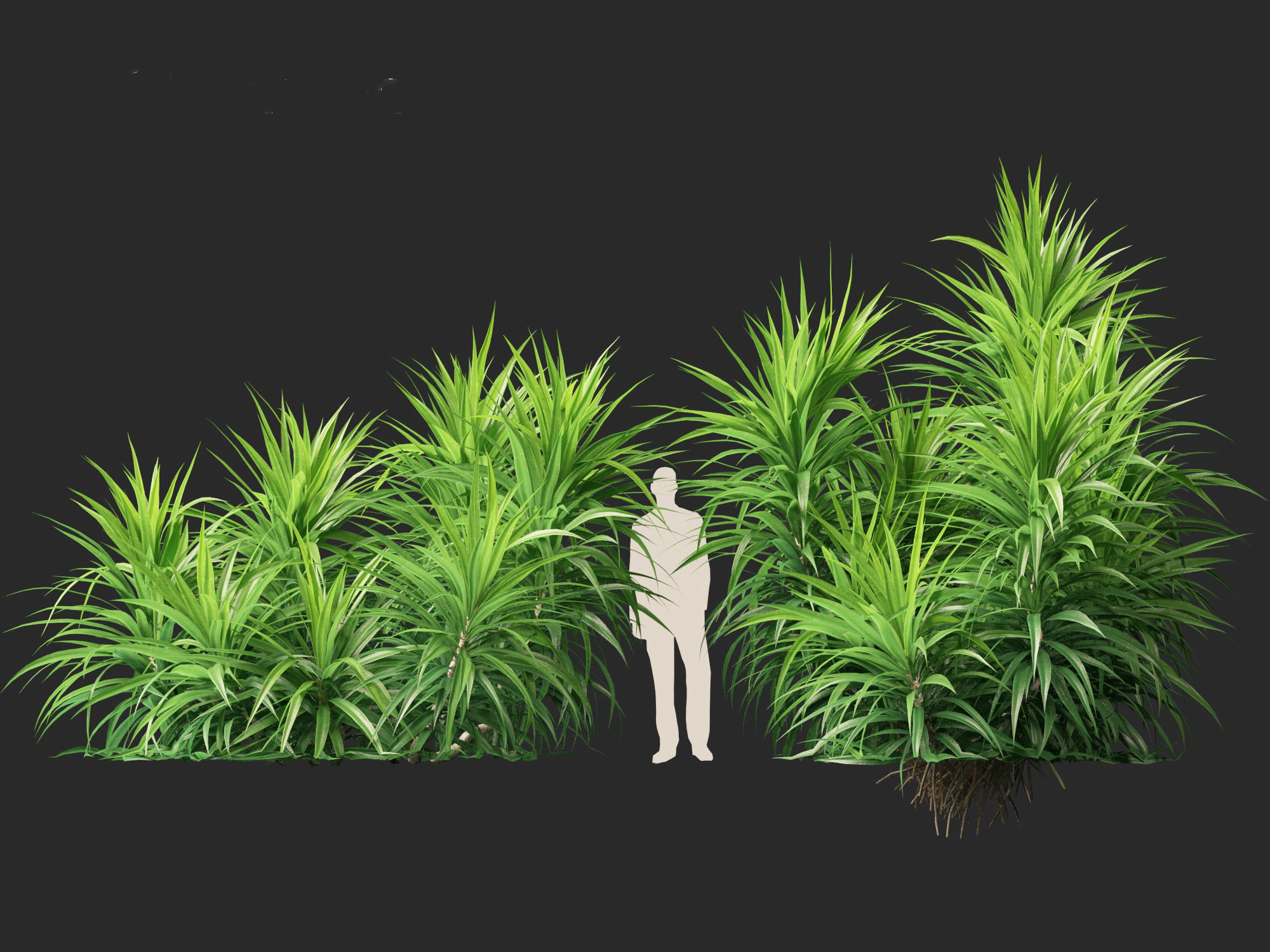 HighPoly LowPoly - Pandanus amaryllifolius - Pandan Low-poly 3D model_5