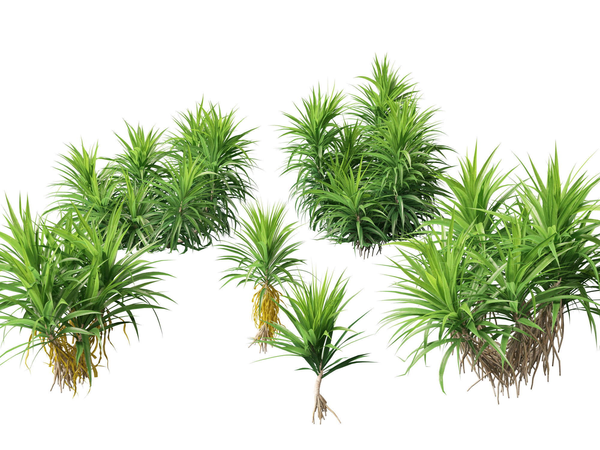 HighPoly LowPoly - Pandanus amaryllifolius - Pandan Low-poly 3D model_6