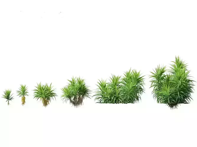 HighPoly LowPoly - Pandanus amaryllifolius - Pandan