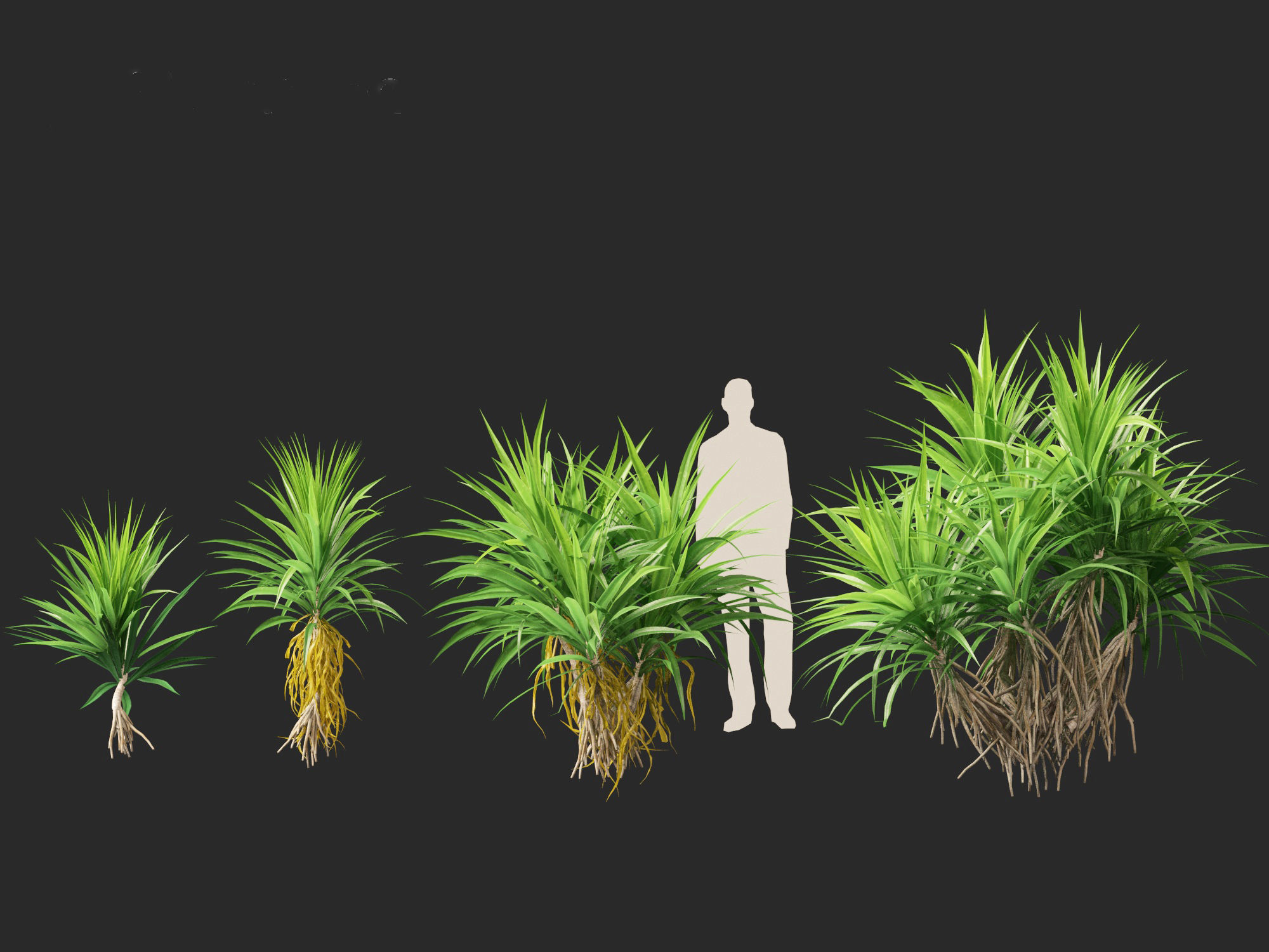 HighPoly LowPoly - Pandanus amaryllifolius - Pandan Low-poly 3D model_3