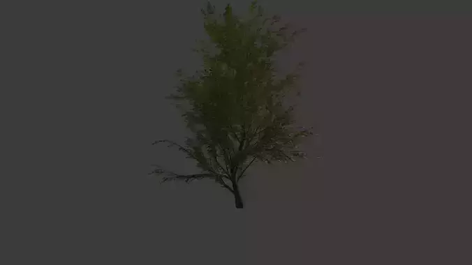 deciduous tree 3D model