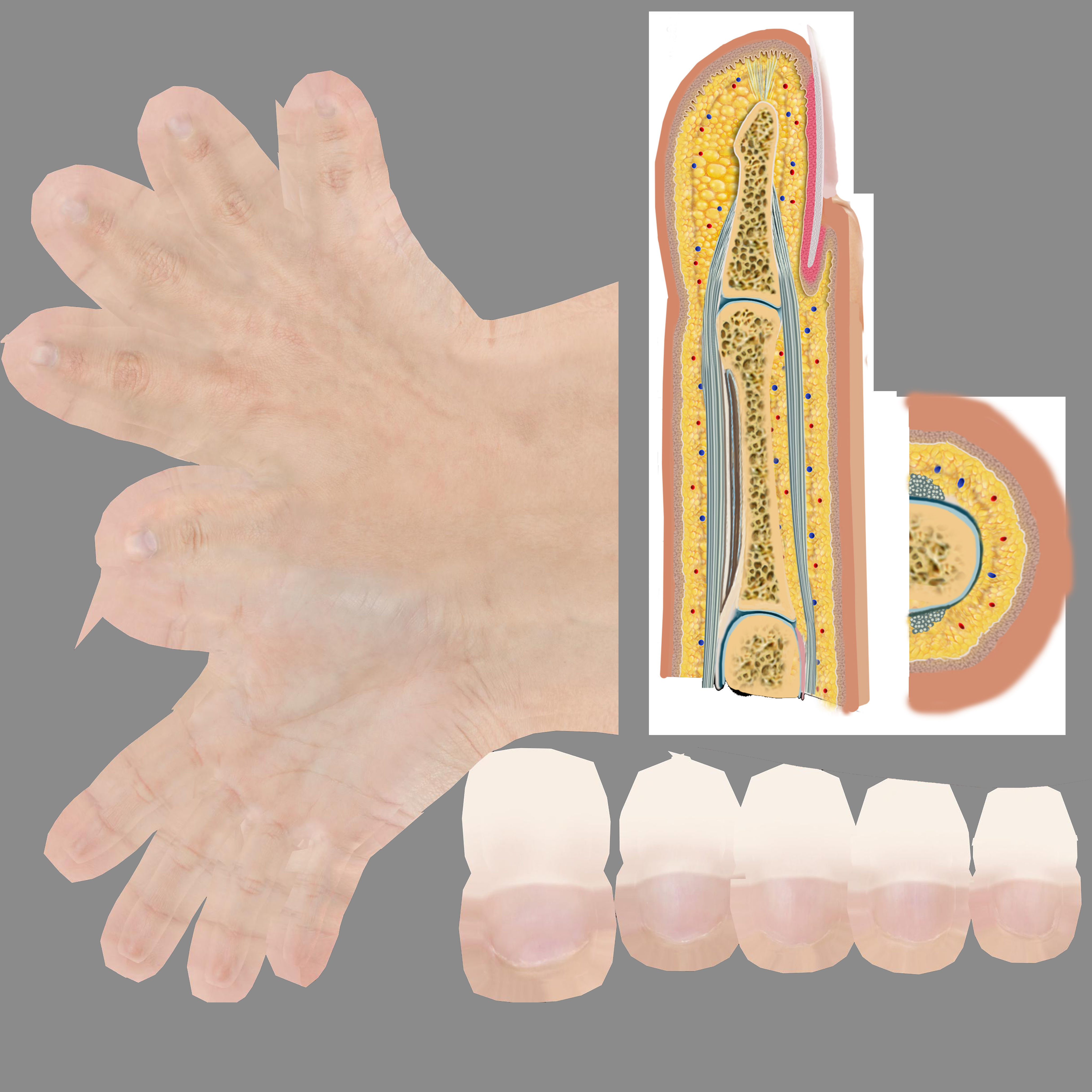human finger anatomy cross section 3D model_9