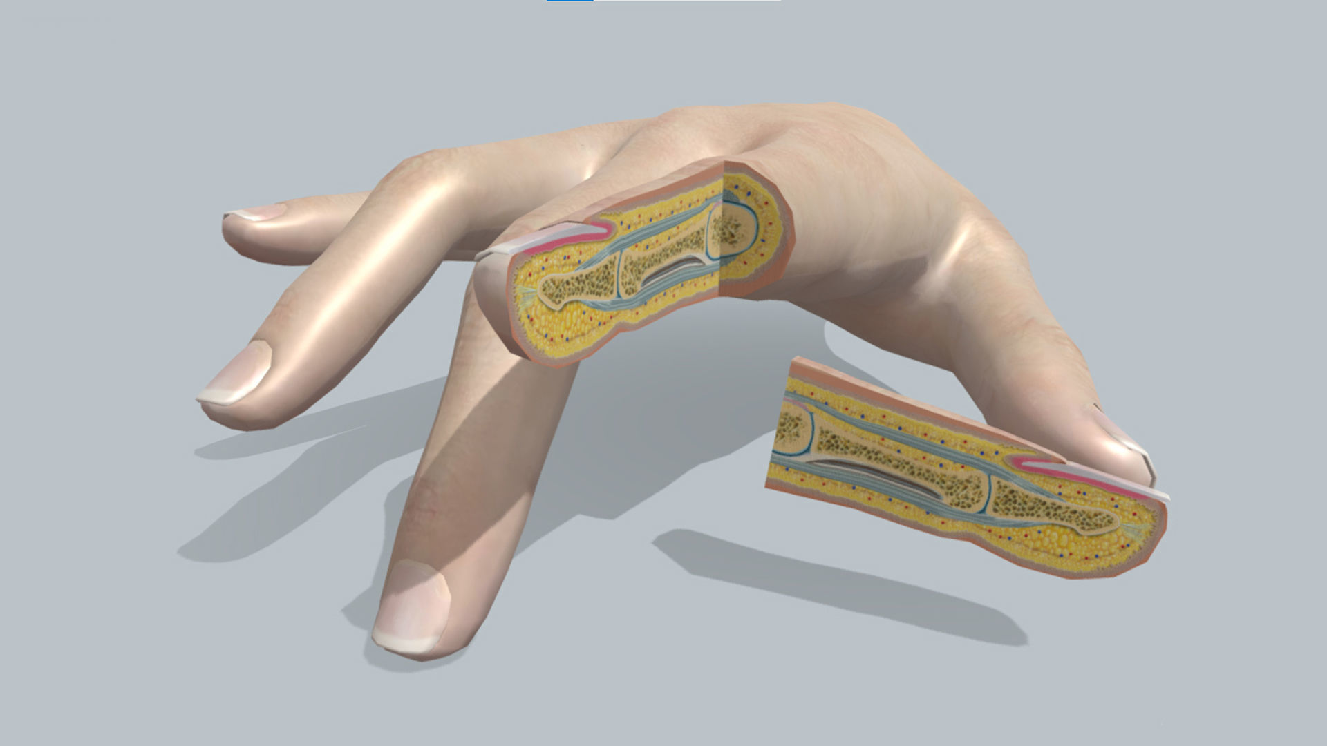 human finger anatomy cross section 3D model_4