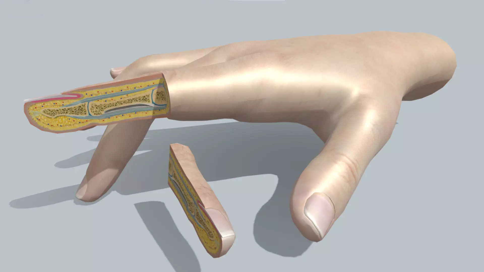 human finger anatomy cross section 3D model_0