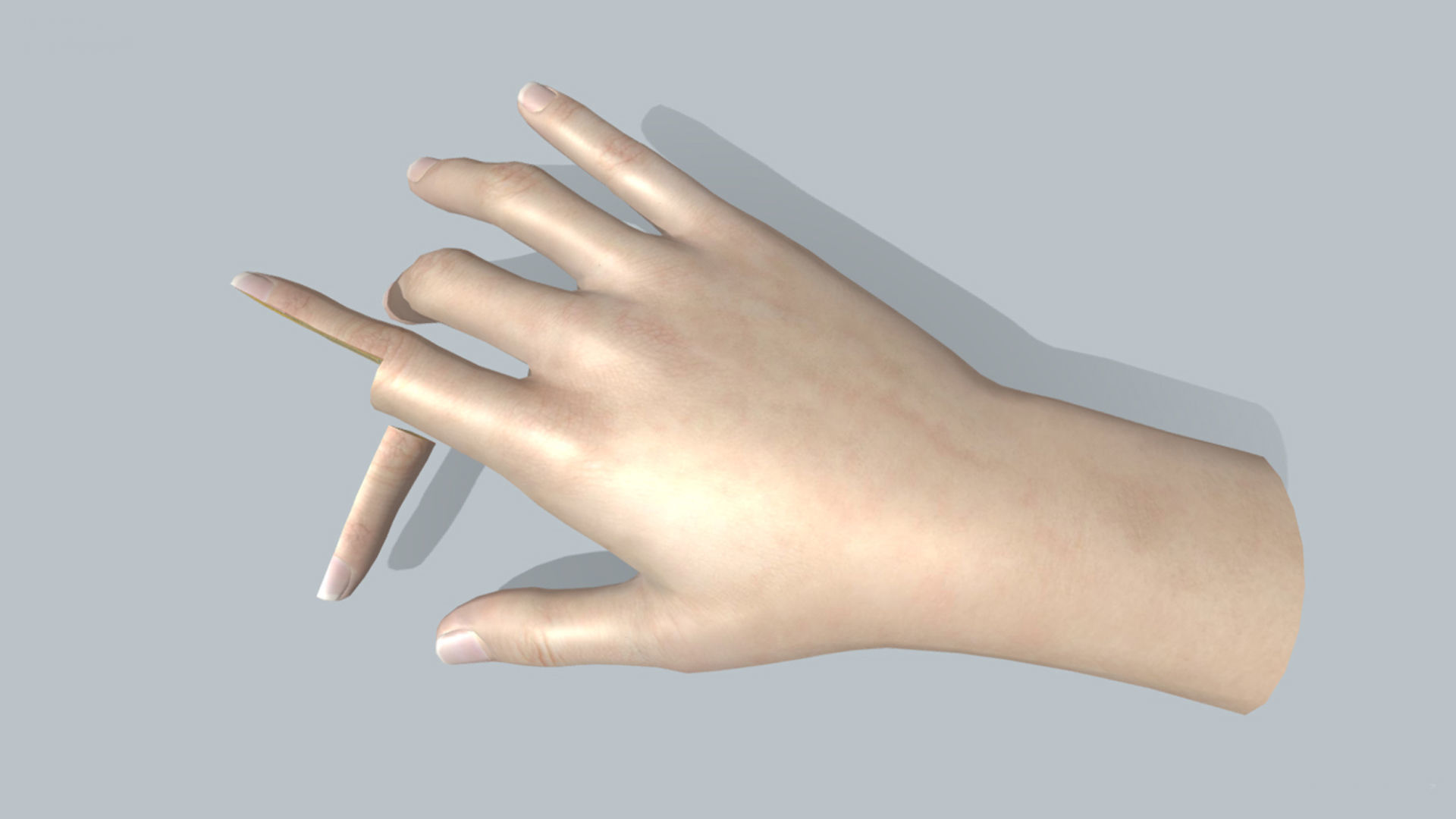 human finger anatomy cross section 3D model_3