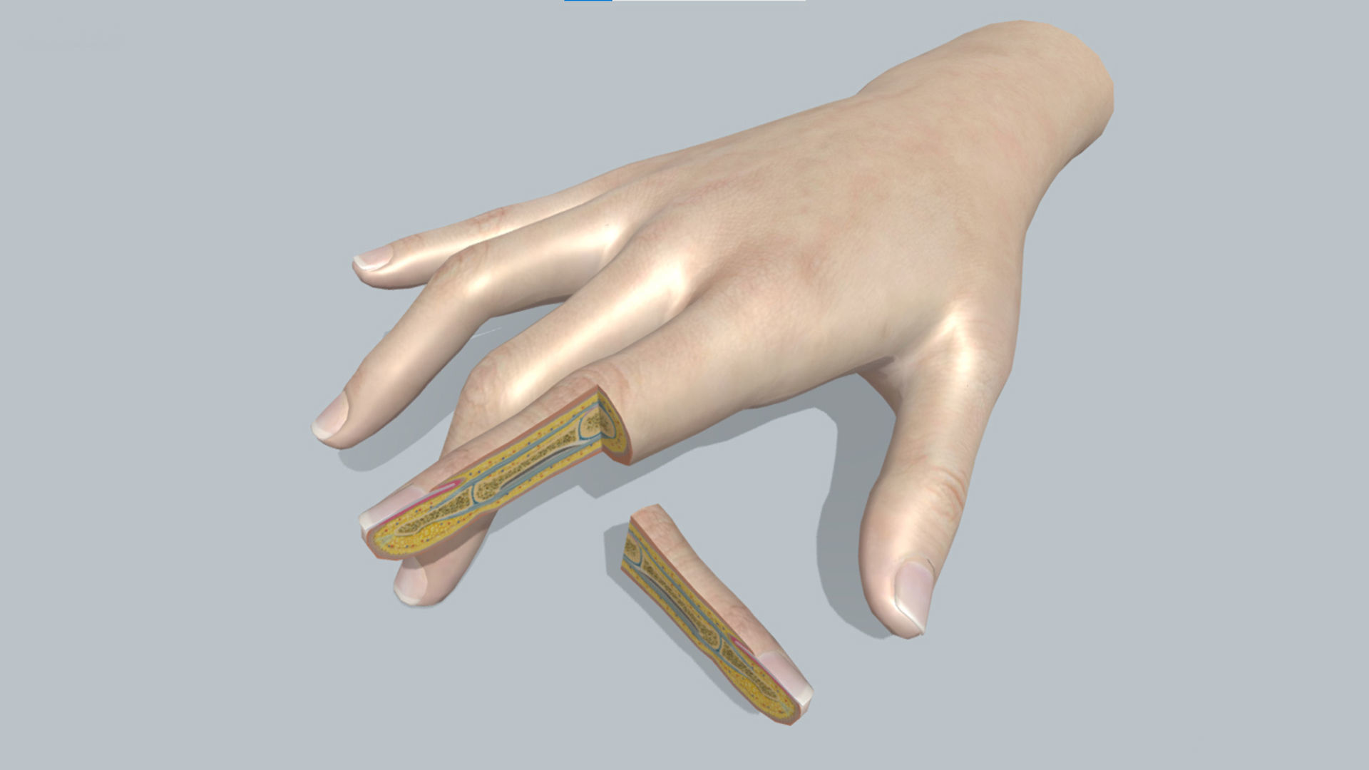 human finger anatomy cross section 3D model_2