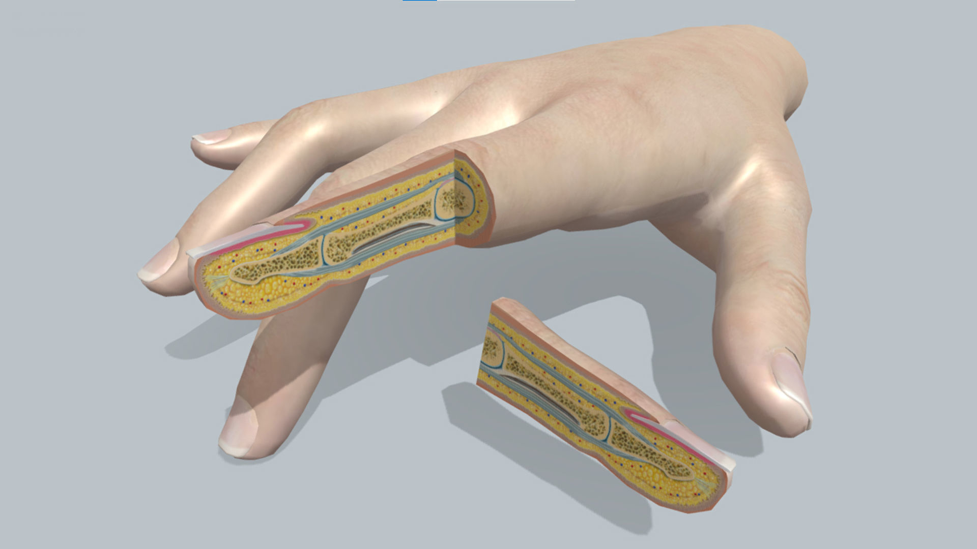 human finger anatomy cross section 3D model_1